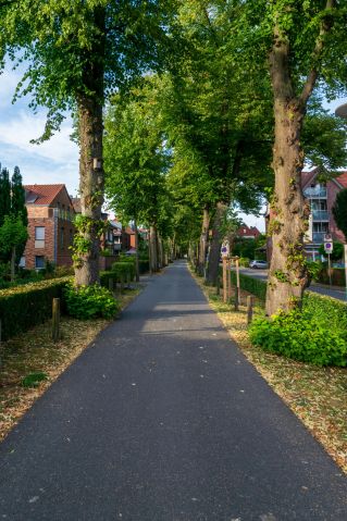 Charming tree-lined street in a suburban neighborhood on a sunny day, showcasing residential architecture.